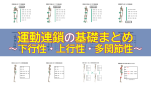 運動連鎖の基礎まとめ～下行性・上行性・多関節性～